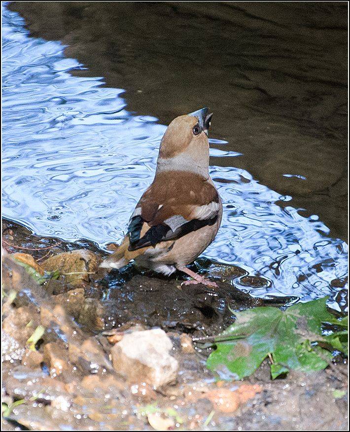 москва, май, парк, птица, АНАТОЛИЙ ДОВЫДЕНКО