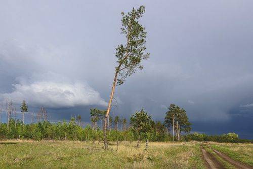 Сосна не карабельная...