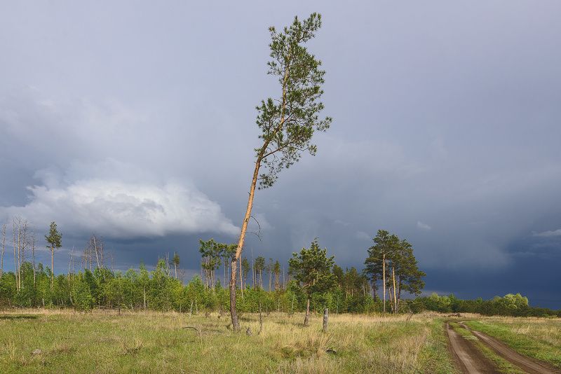 весна май сосна дорога Сосна не карабельная... фото превью