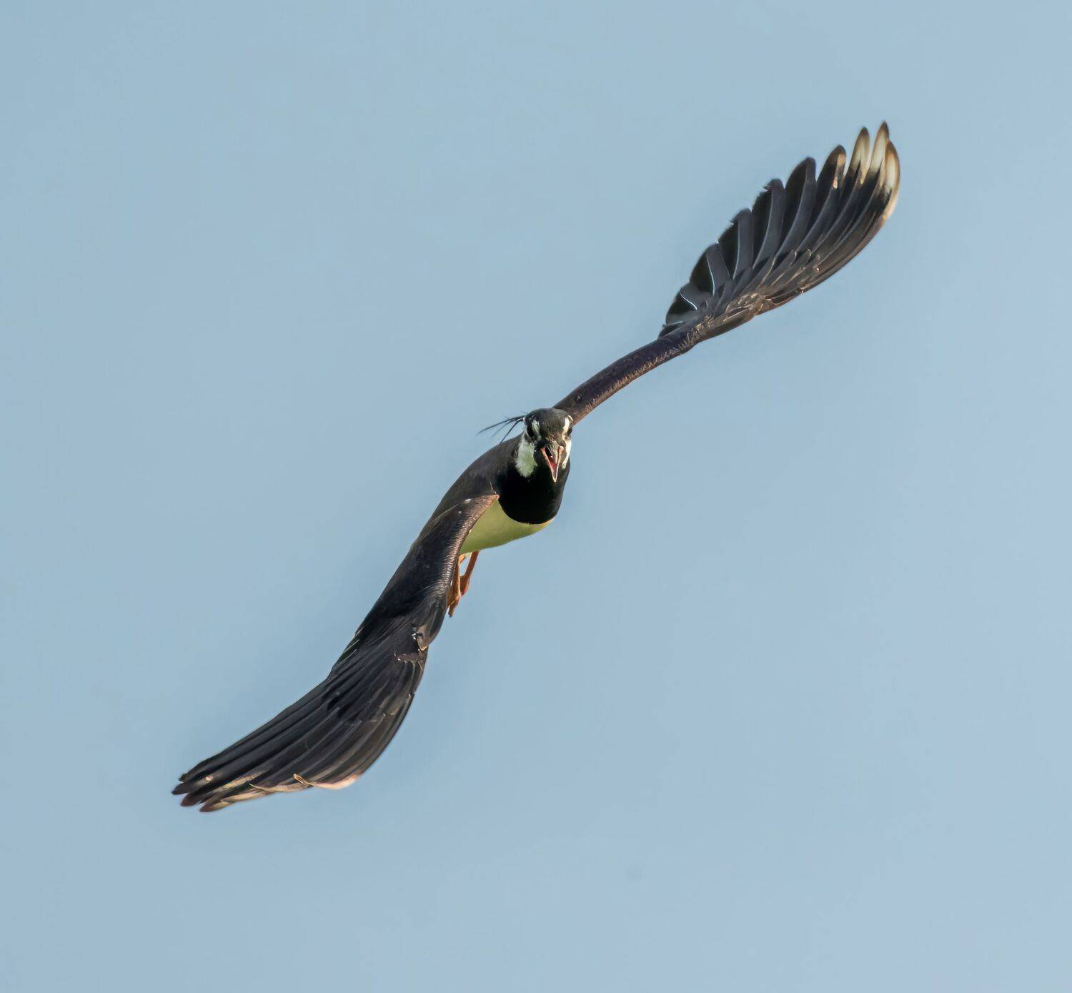 , Дэм Константин