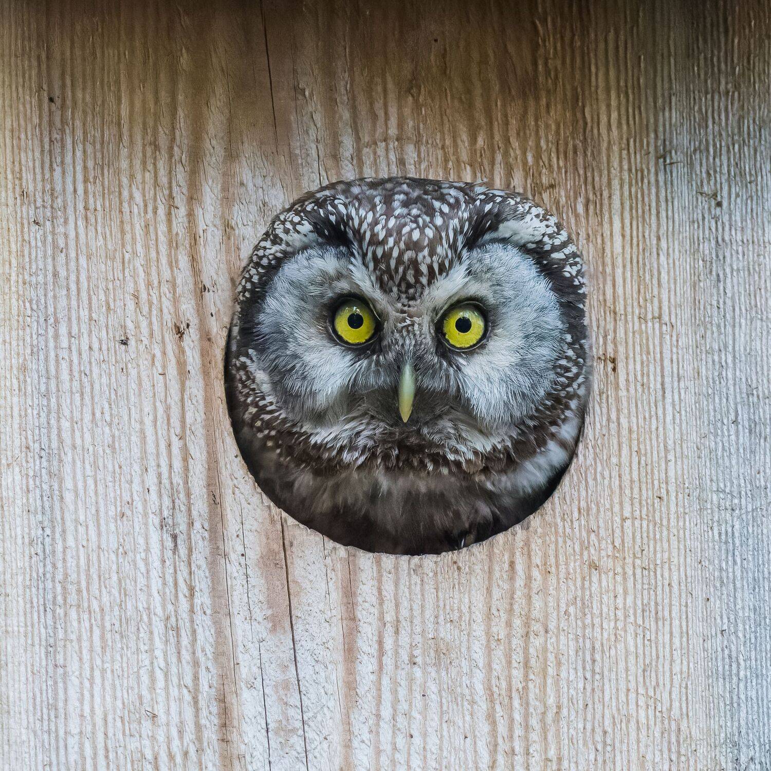 , Дэм Константин