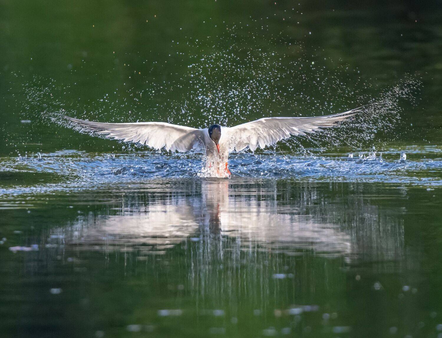 , Дэм Константин