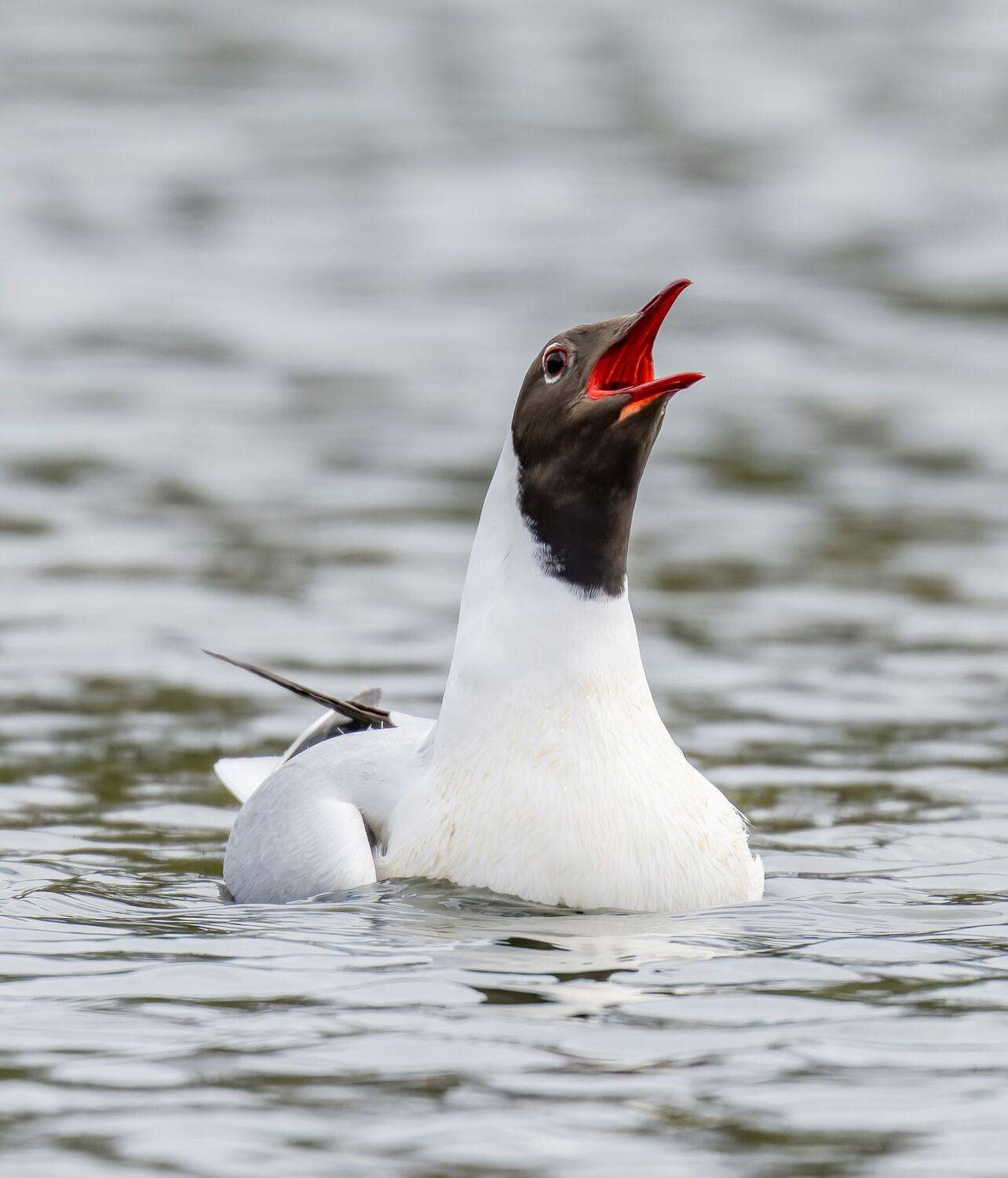 , Дэм Константин