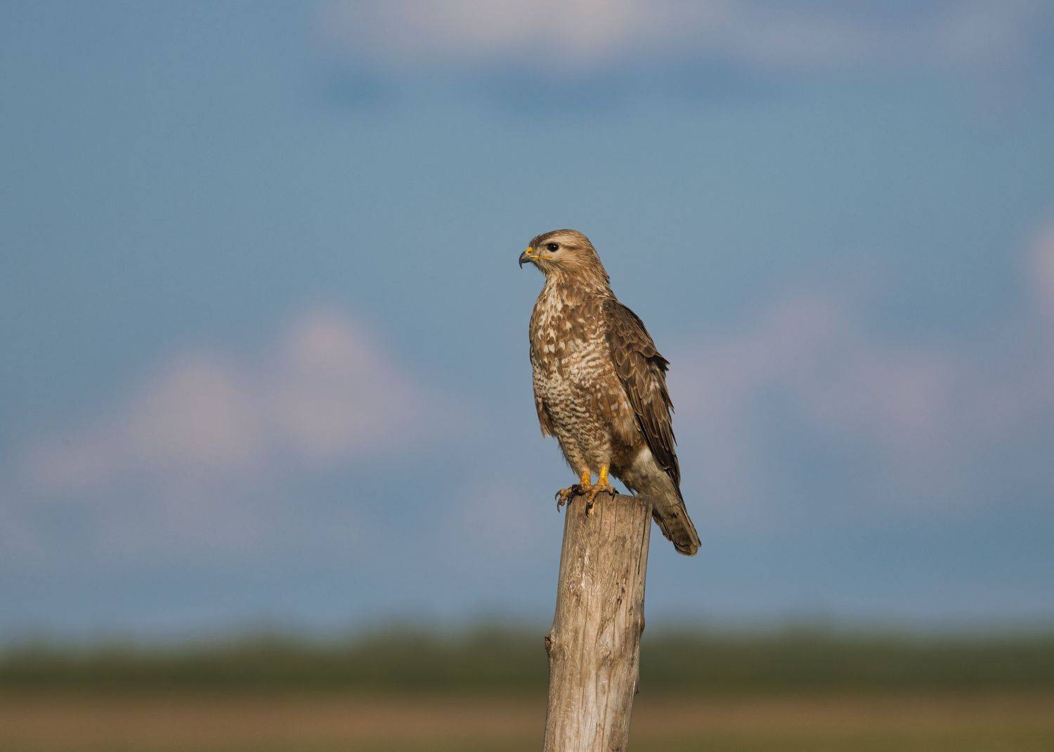 , Большаков Алексей