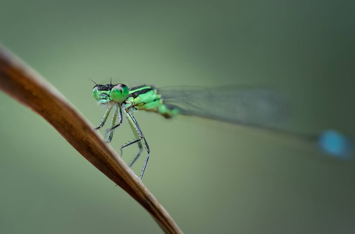 стрекоза, макро, насекомое, макрофотография, dragonfly, macro, Хилько Марина