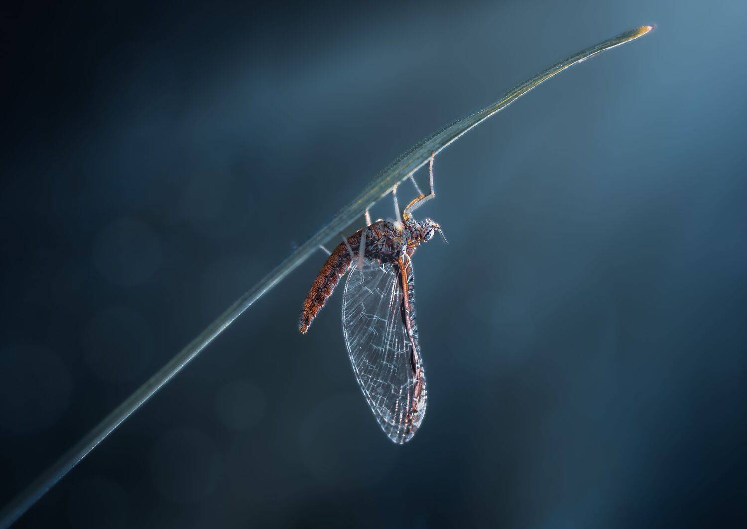 fly, insect, leaf, tiger fly, macro, bug, nature wild, robber fly, robber, mayfly, may fly,, Atul Saluja
