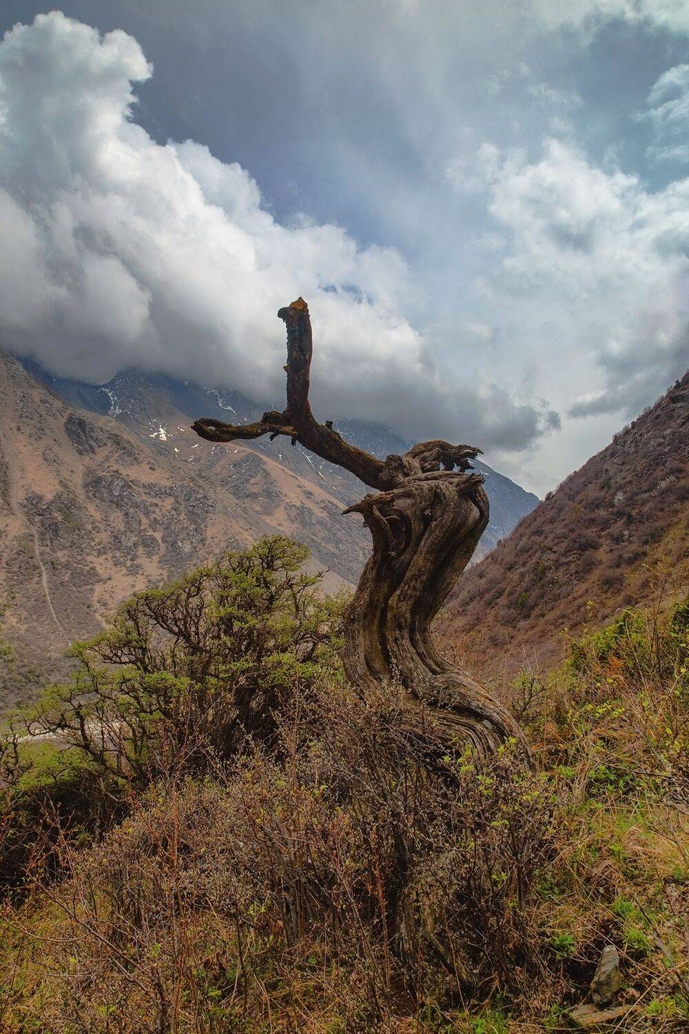 кыргызстан, Элина Магалимова