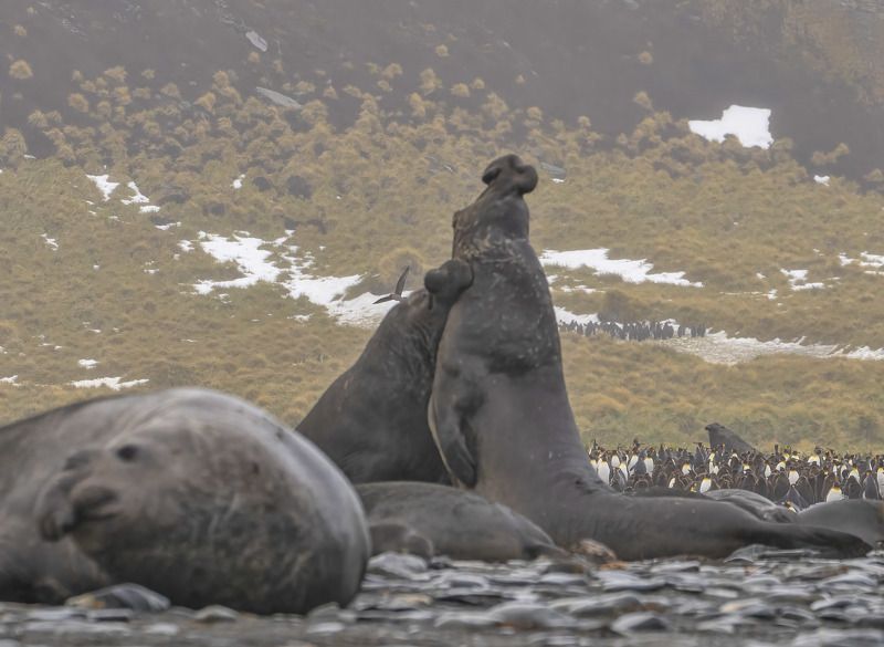 See Elephants See Elephants fight 1 фото превью