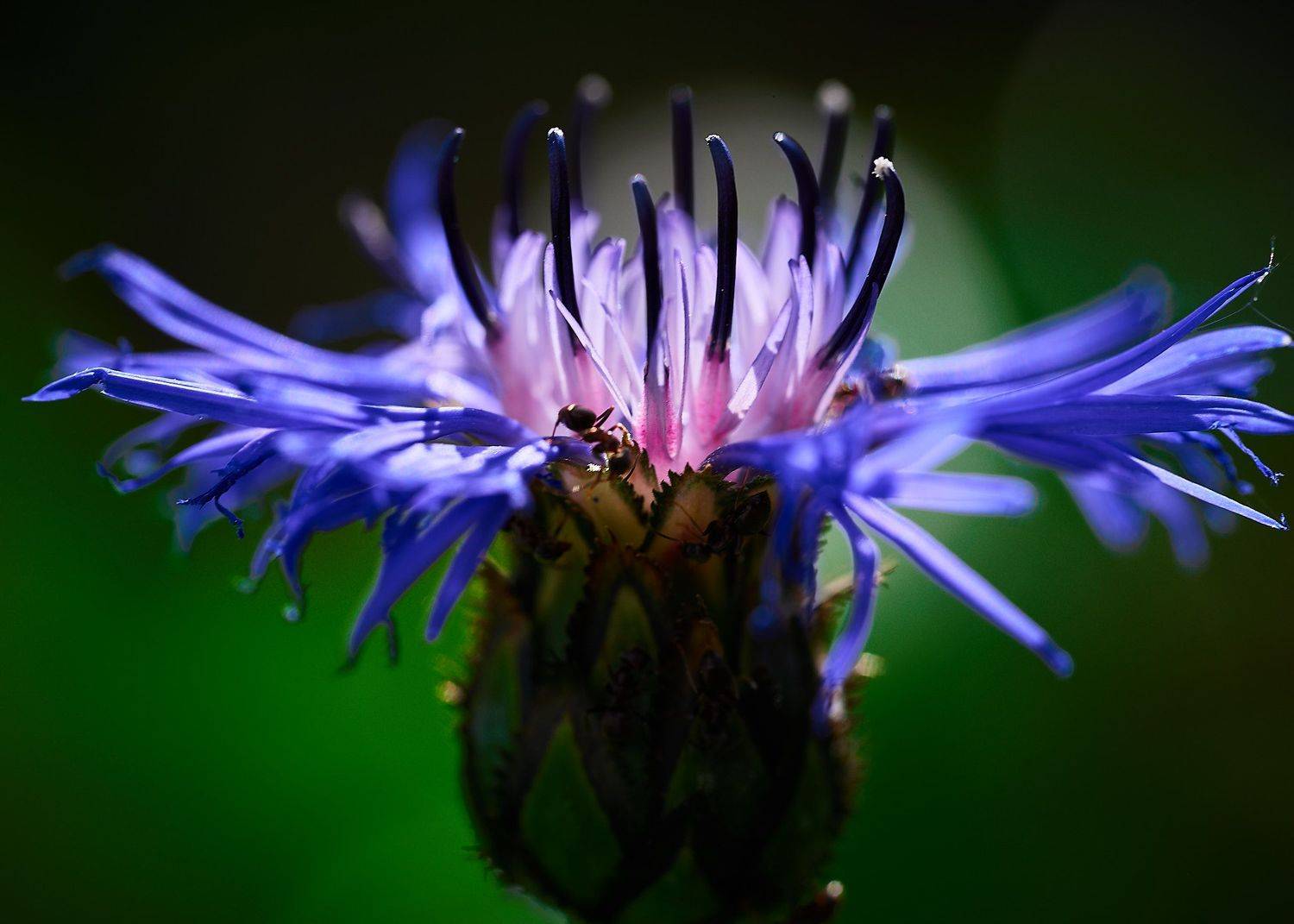 , Борис Дацковский