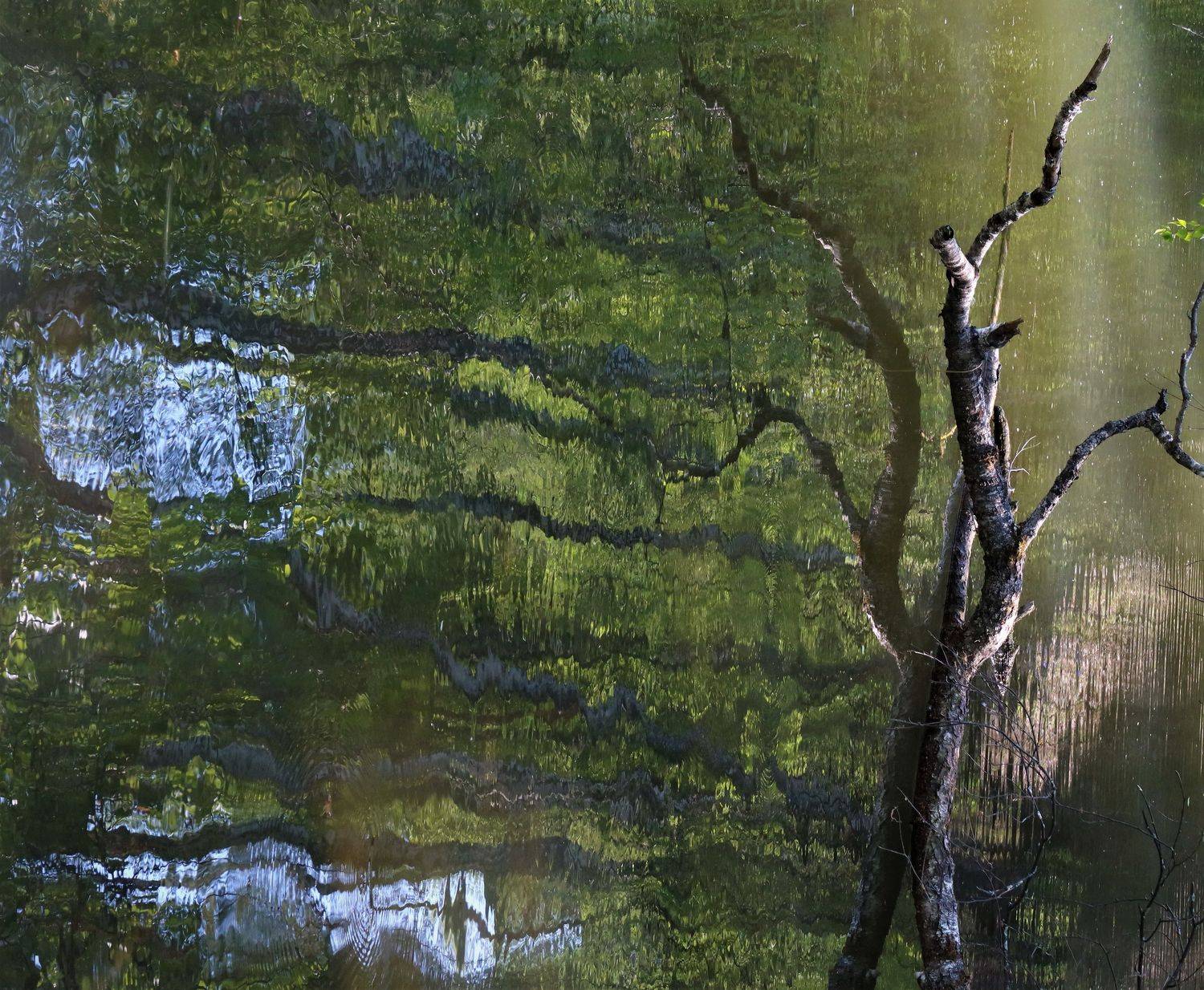 отражение,деревья,весна, Козлова Галина