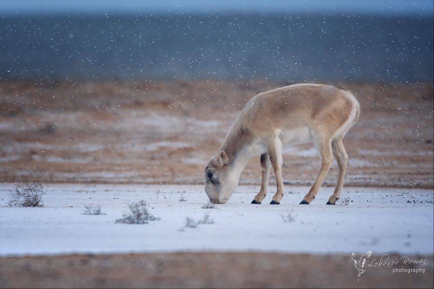, Роман Лобанов