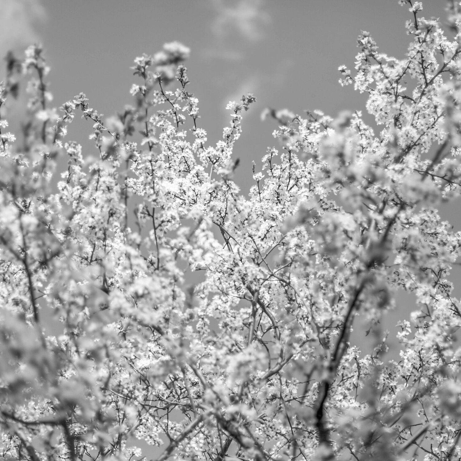 , Максим Филипов