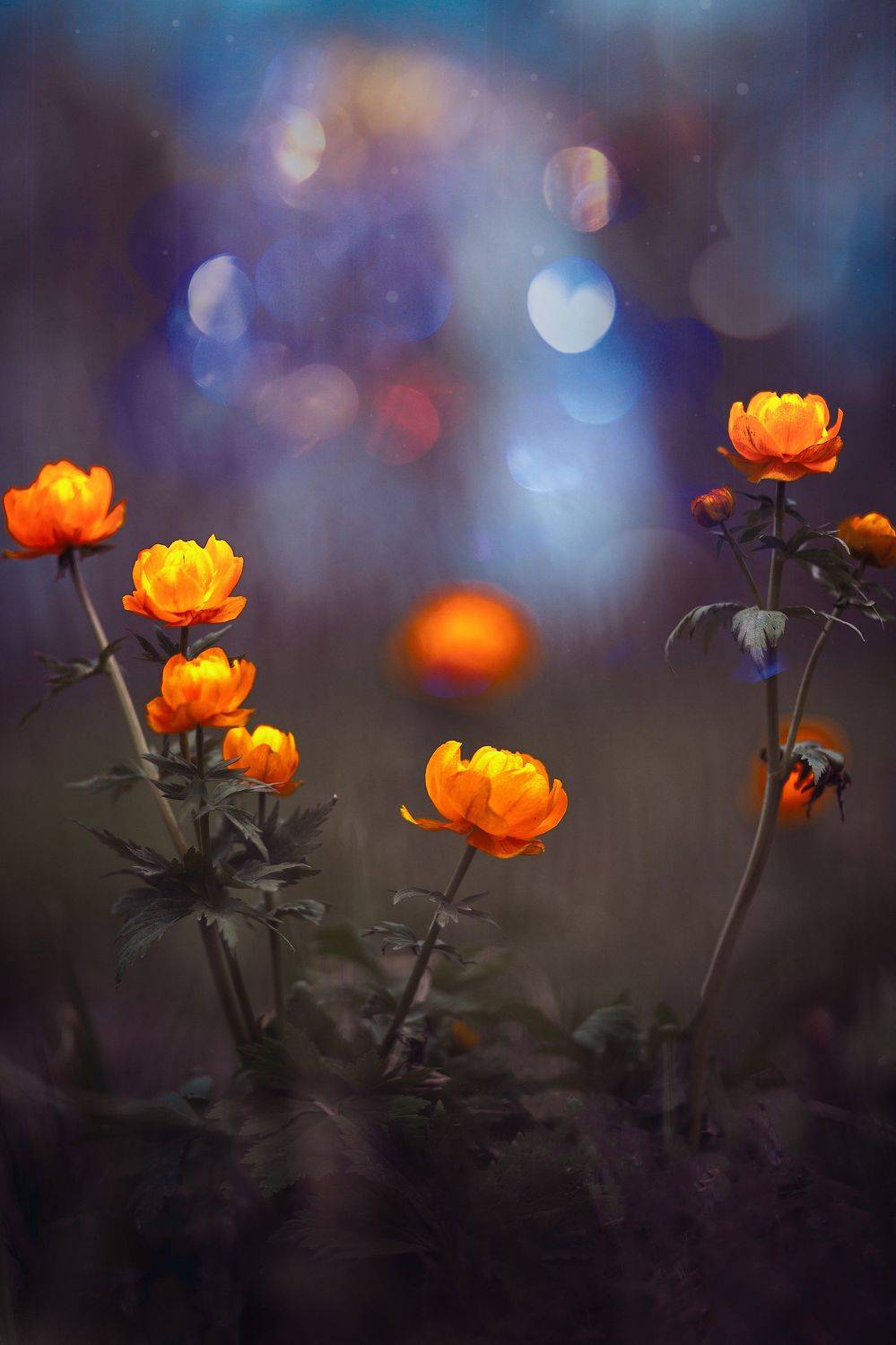 весна цветы природа, Viktor Kholudeyev