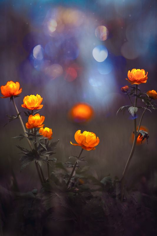 весна цветы природа Весна Красна! фото превью