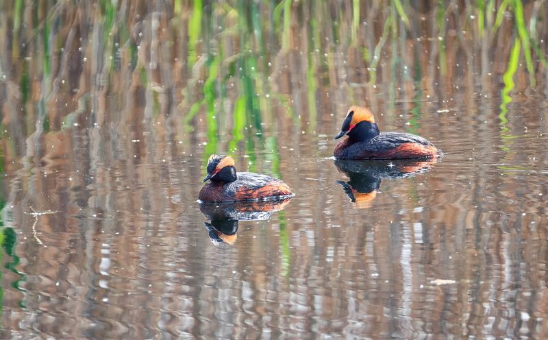 водоплавающие, птица, поганка красношейная, КРАСНОшейная поганка. фото превью