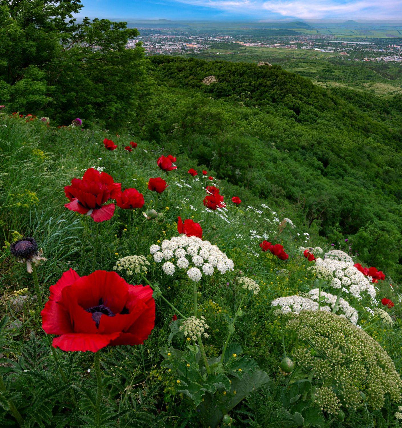 маки,бештау,кмв,природа,пейзаж, Елена Брежицкая