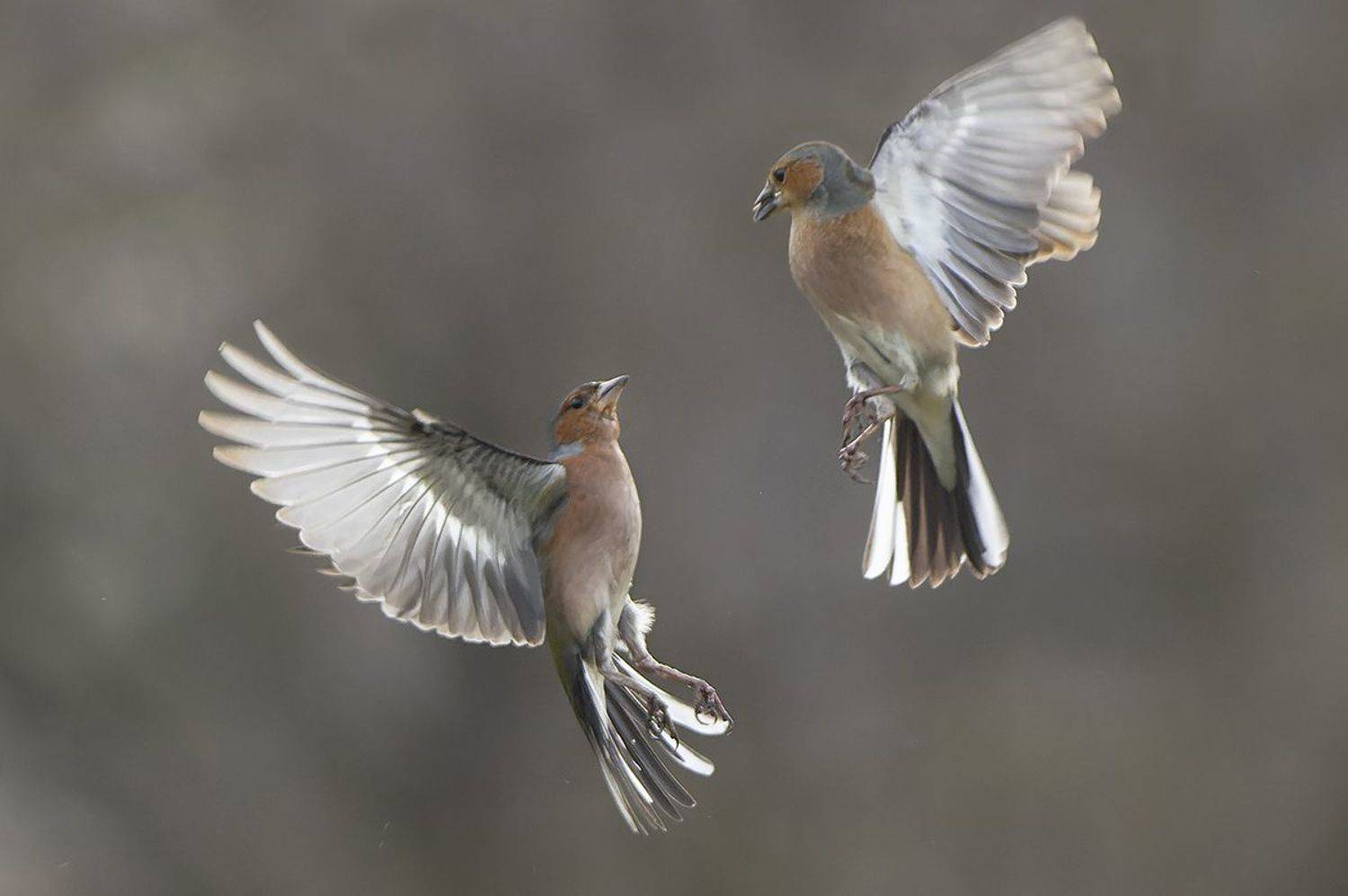, Евгени Стефанов
