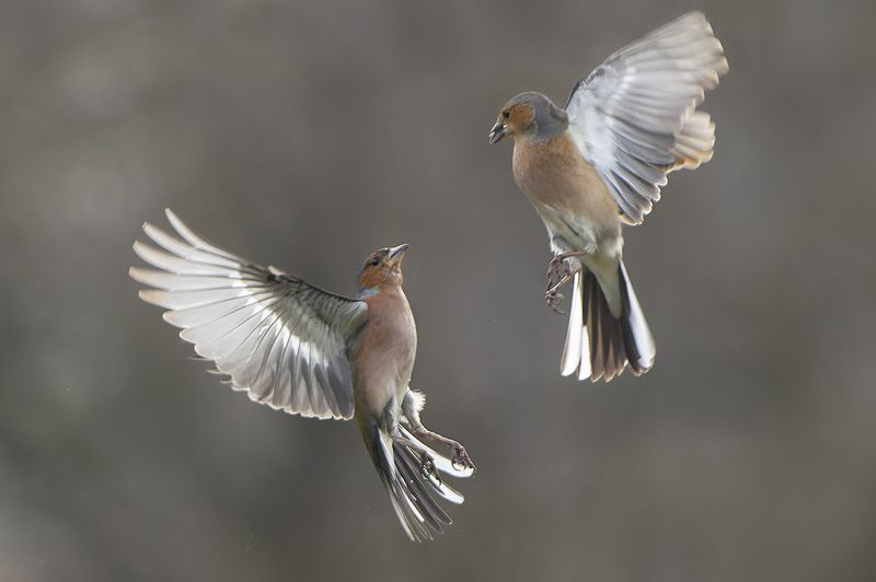 Зяблики фото превью