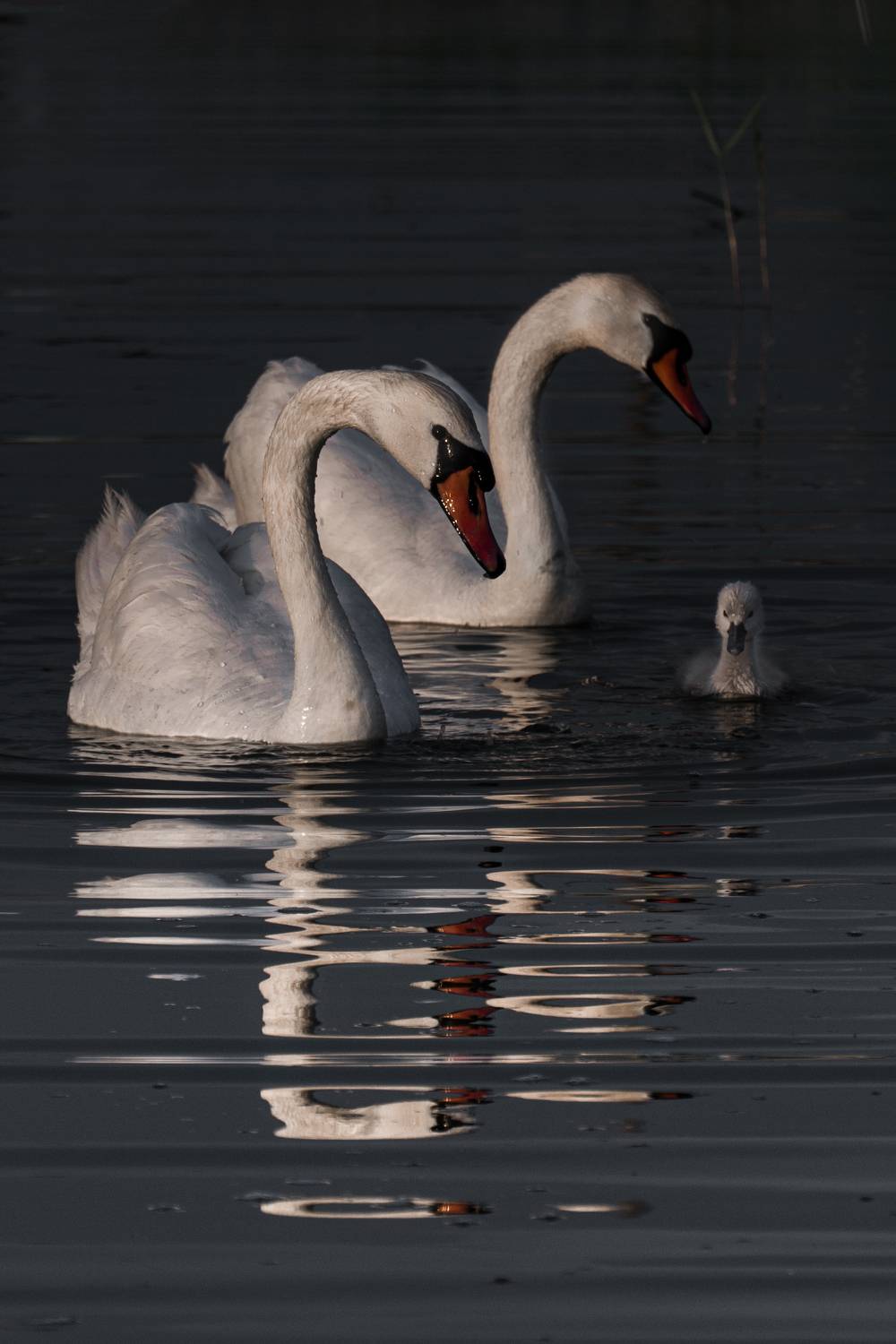 , Кривцов Андрей