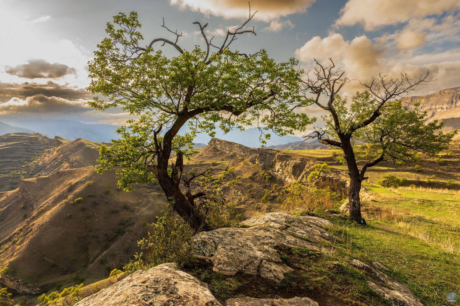 Дагестан, Ковалев Дмитрий