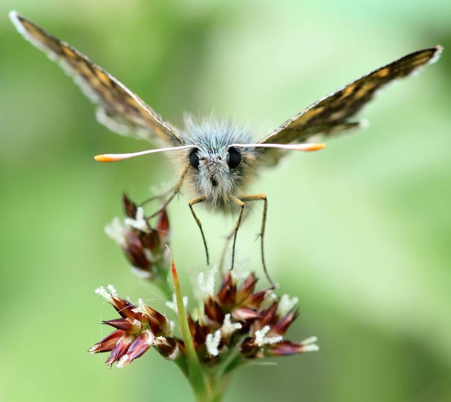 , Галина Горькавая