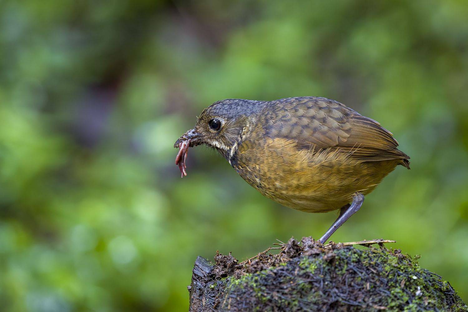 , Burgalin Sequeira Fernando