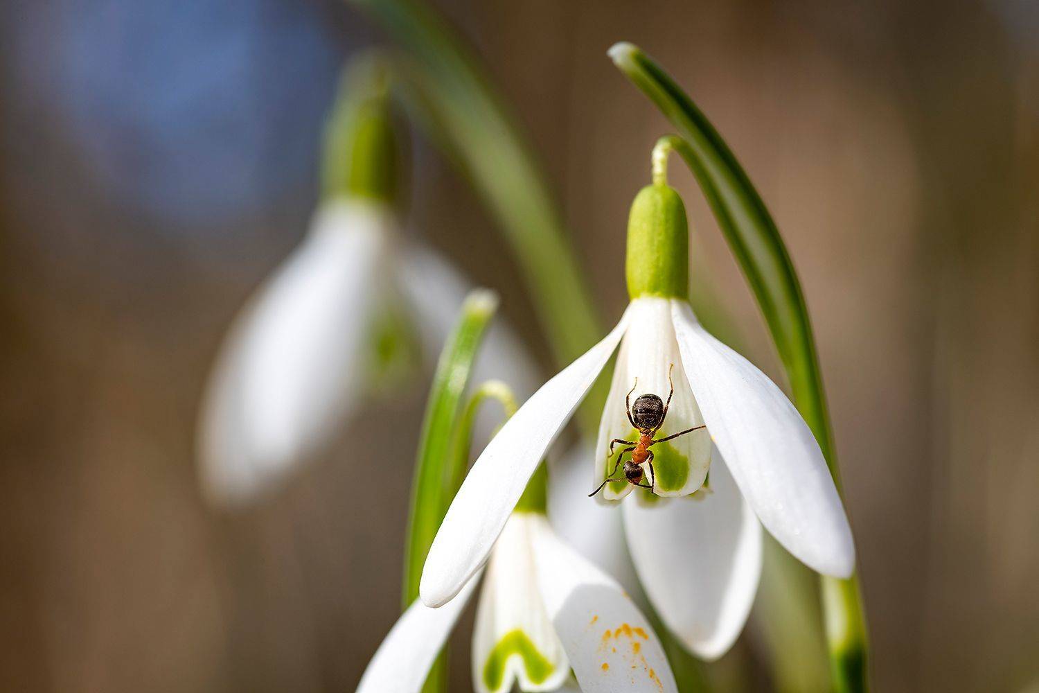 , Александр Абросимов