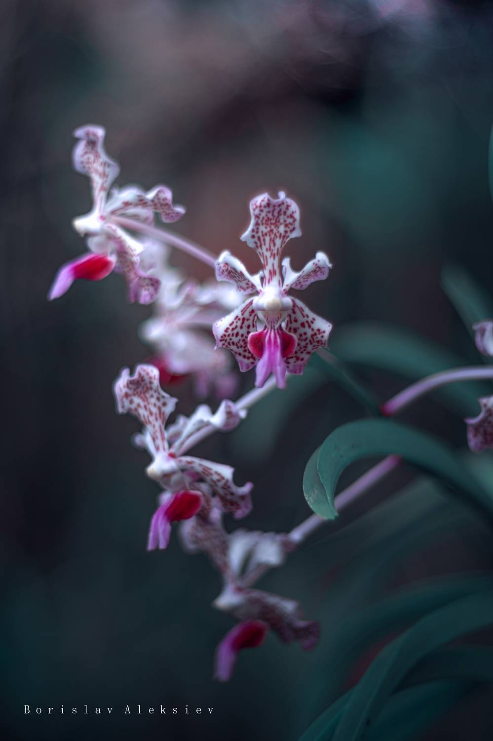 green,plant,exterior,light,dark,bokeh,pink,nature,blue,green,, Борислав Алексиев