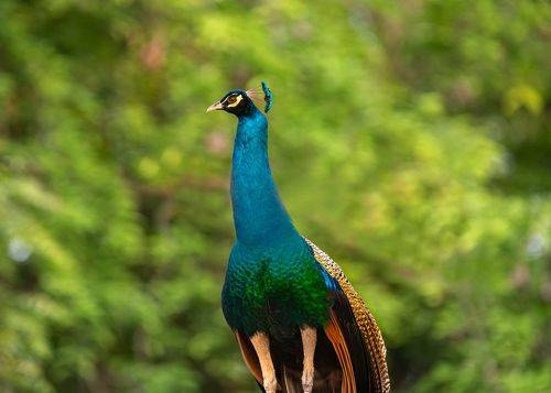 peacock