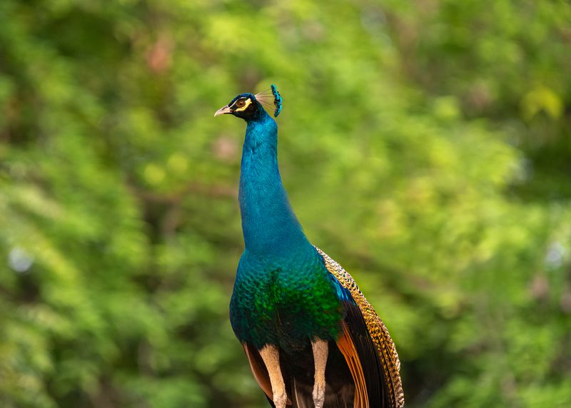 peacock,closeup, bird, birds, wild, wings, beauty, nature, swan, feather, spread, little sparrow,animal,animals,nikon,tailorbird,portraitm,eyes,duck peacock фото превью