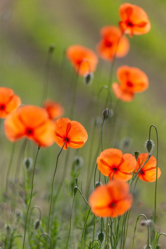 Маки фото превью