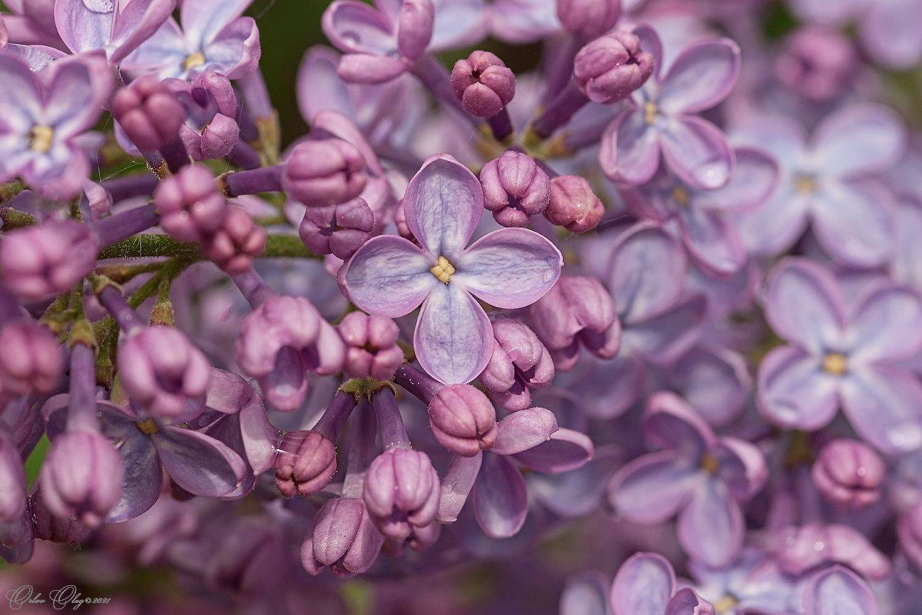 , Орлов Олег