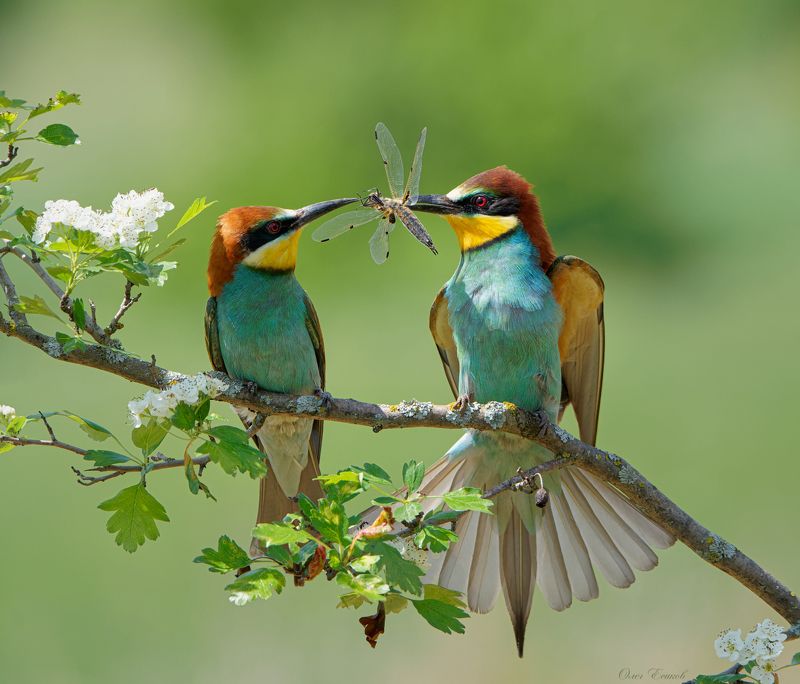 птицы щурки Стрекоза, как обручальное кольцо фото превью