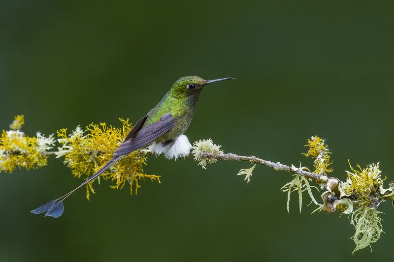 White-booted Racket-tail фото превью