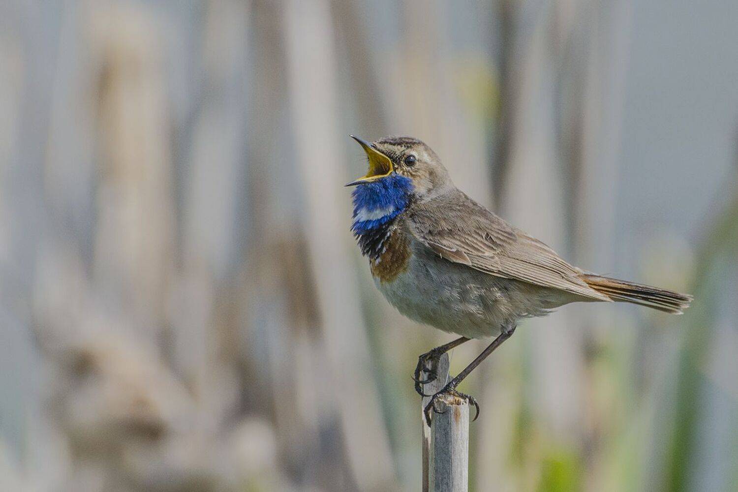 птица, варакушка, самец, Михаил Агеев