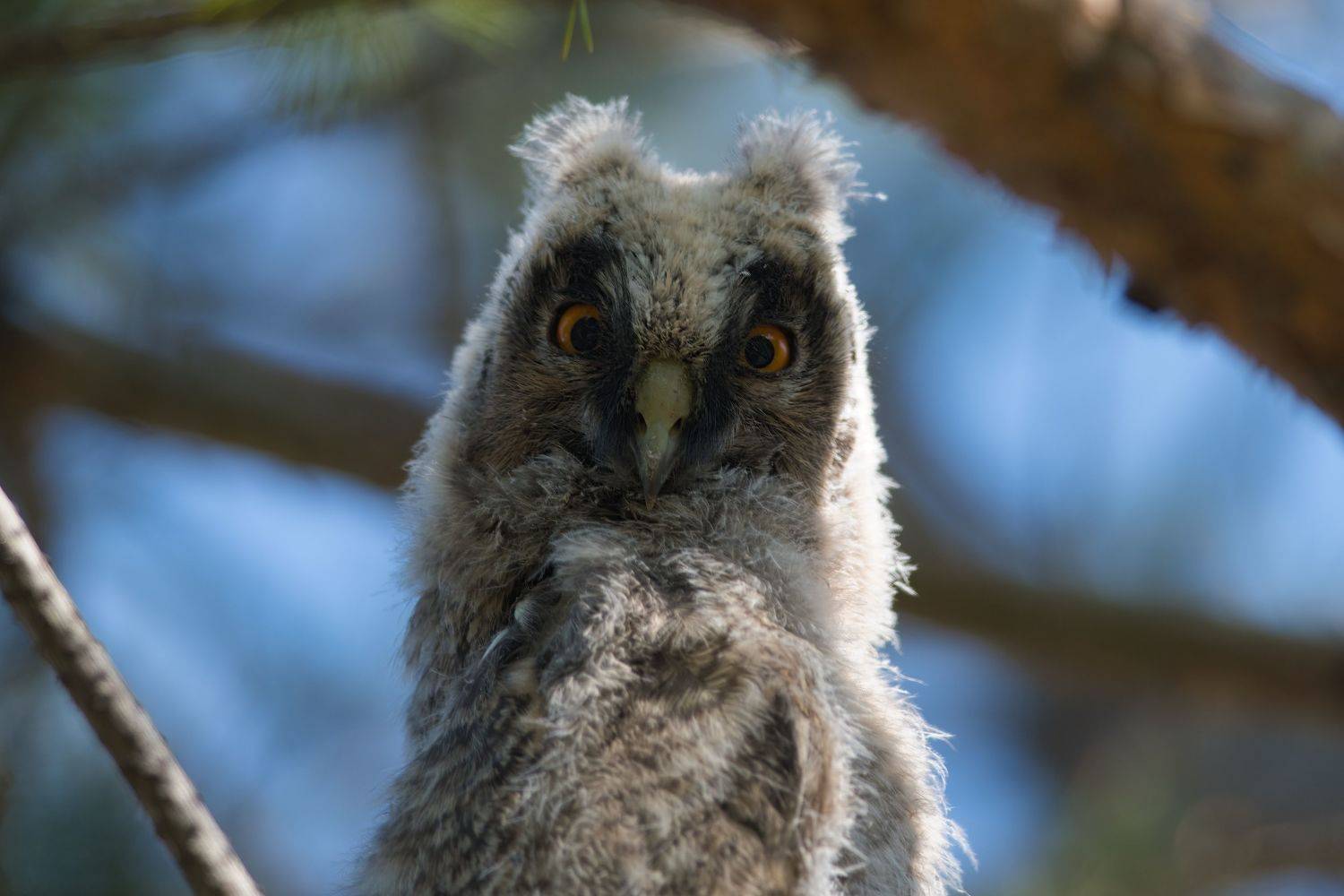 , Большаков Алексей