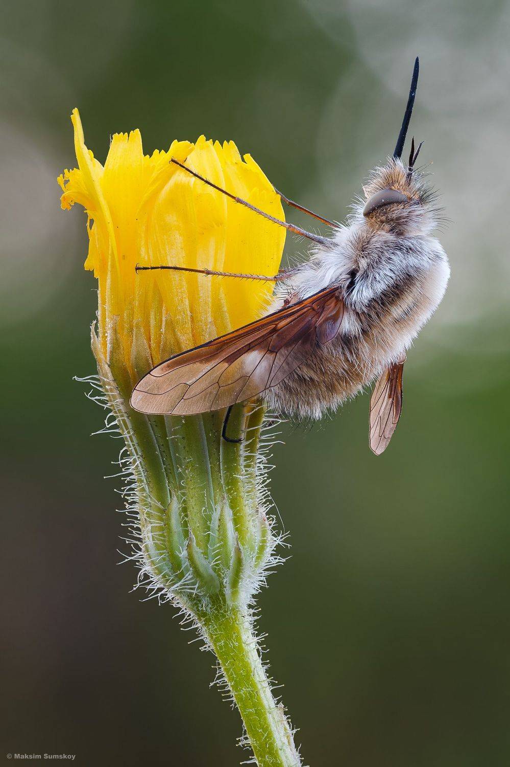 , Максим Сумской