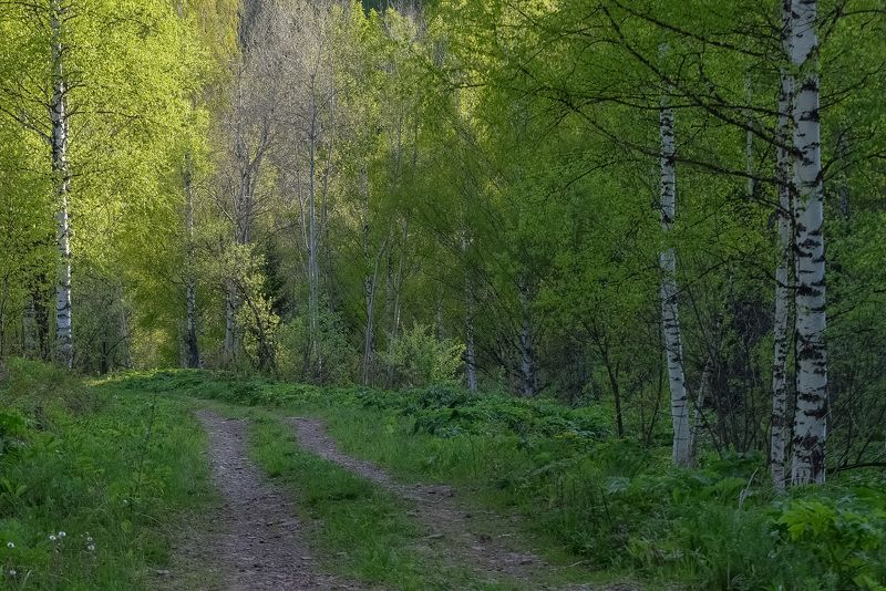 Дорога в лесу. Май фото превью