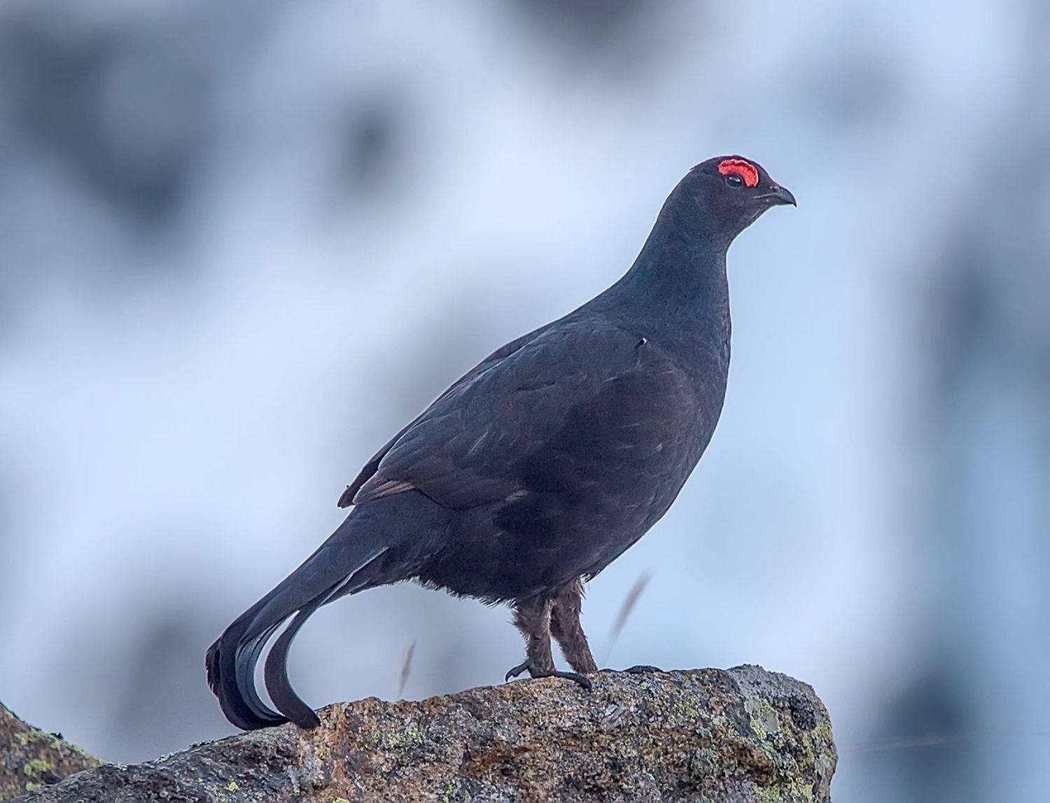 кавказский тетерев,адылсу, кабардино-балкария, Хасан Журтов