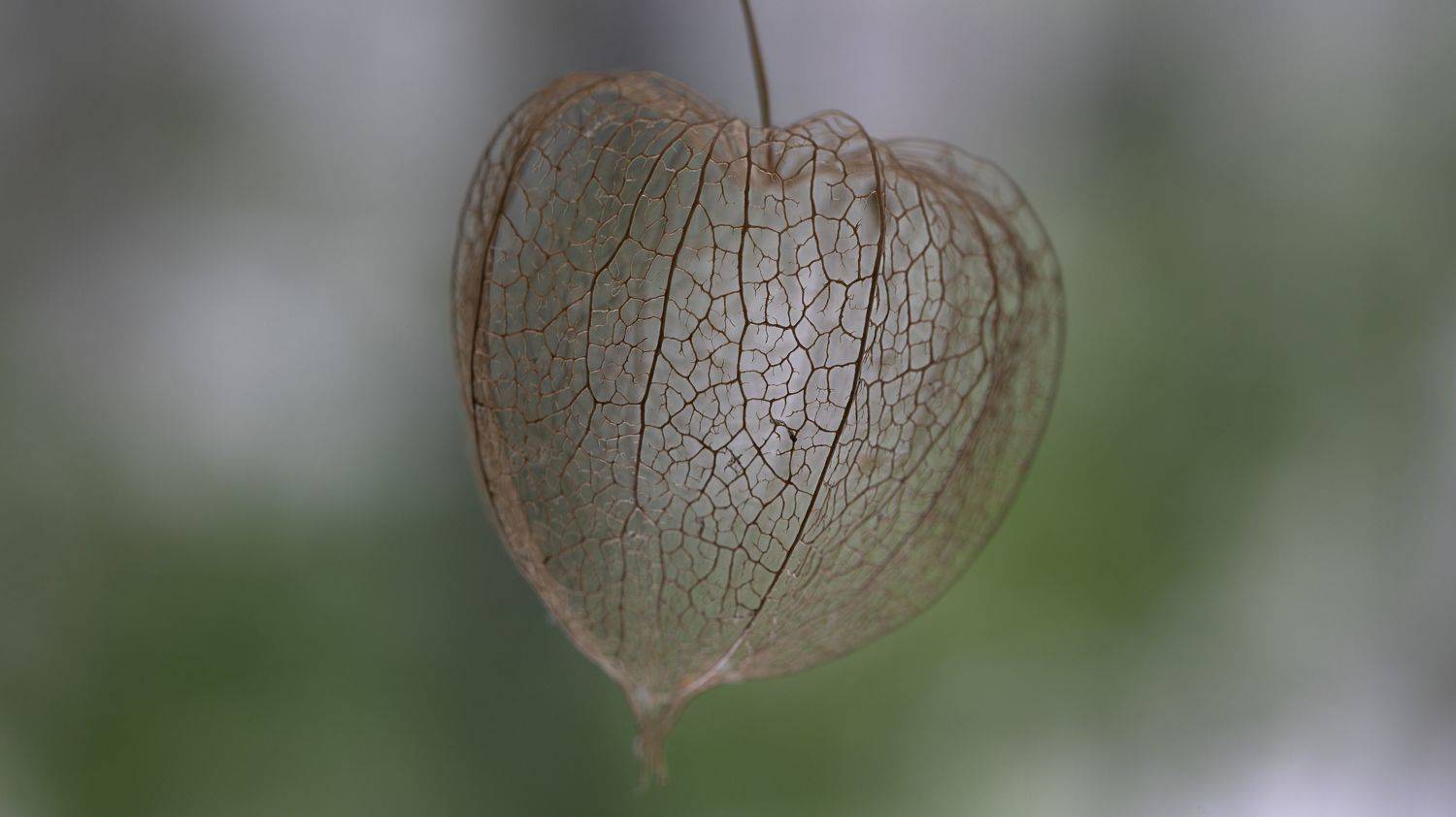 макро, физалис, macro, close up,, Мария Обидина
