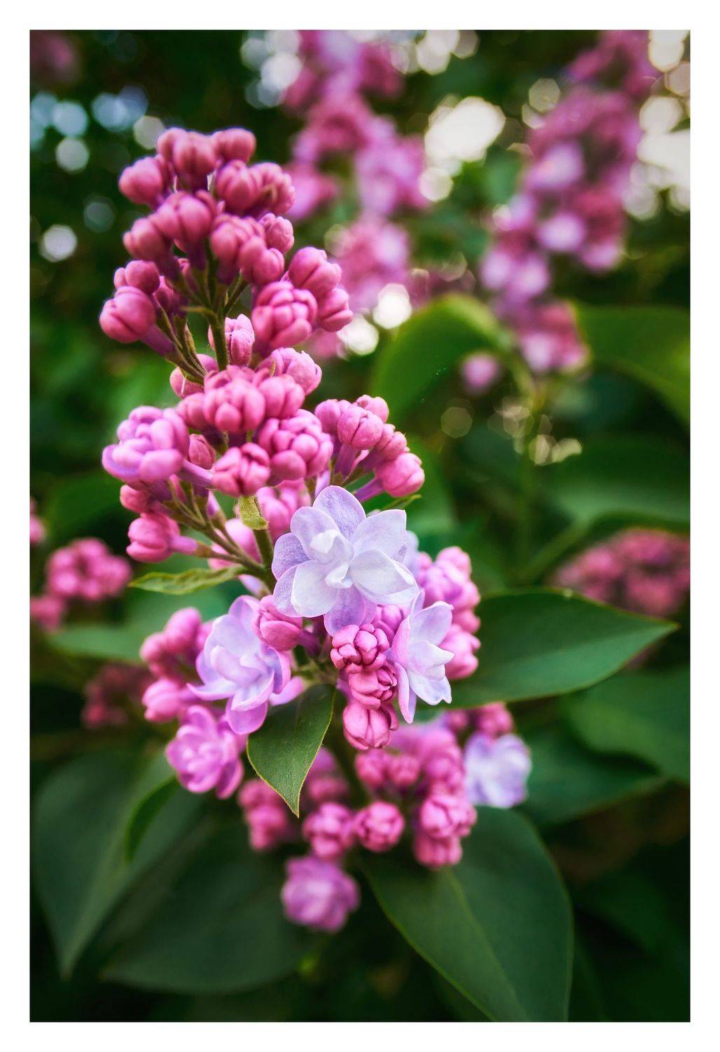 , Станислав