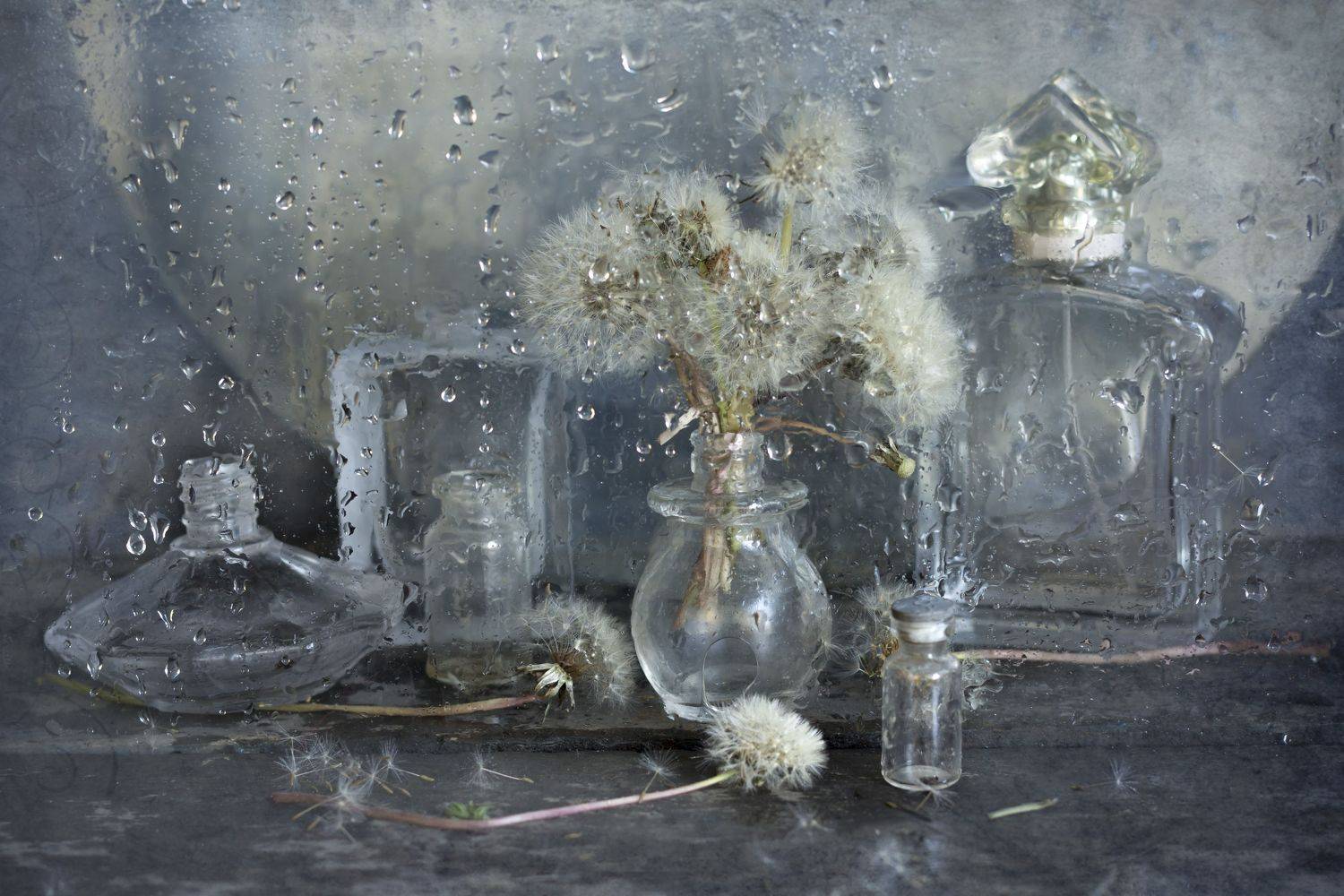 одуванчики, натюрморт, дождь, стекло, Зимина Лионелла