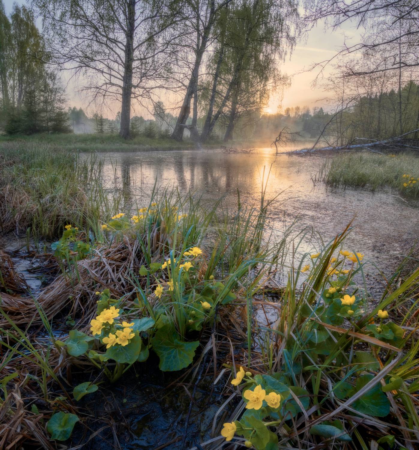 утро май весна болото цветы туман рассвет, Сергей Буторин