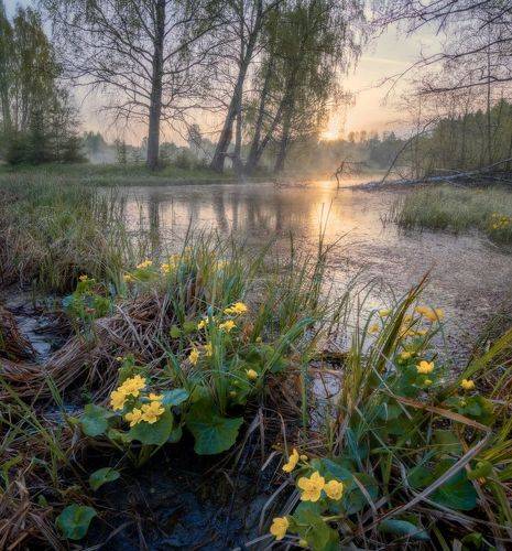 Майское утро