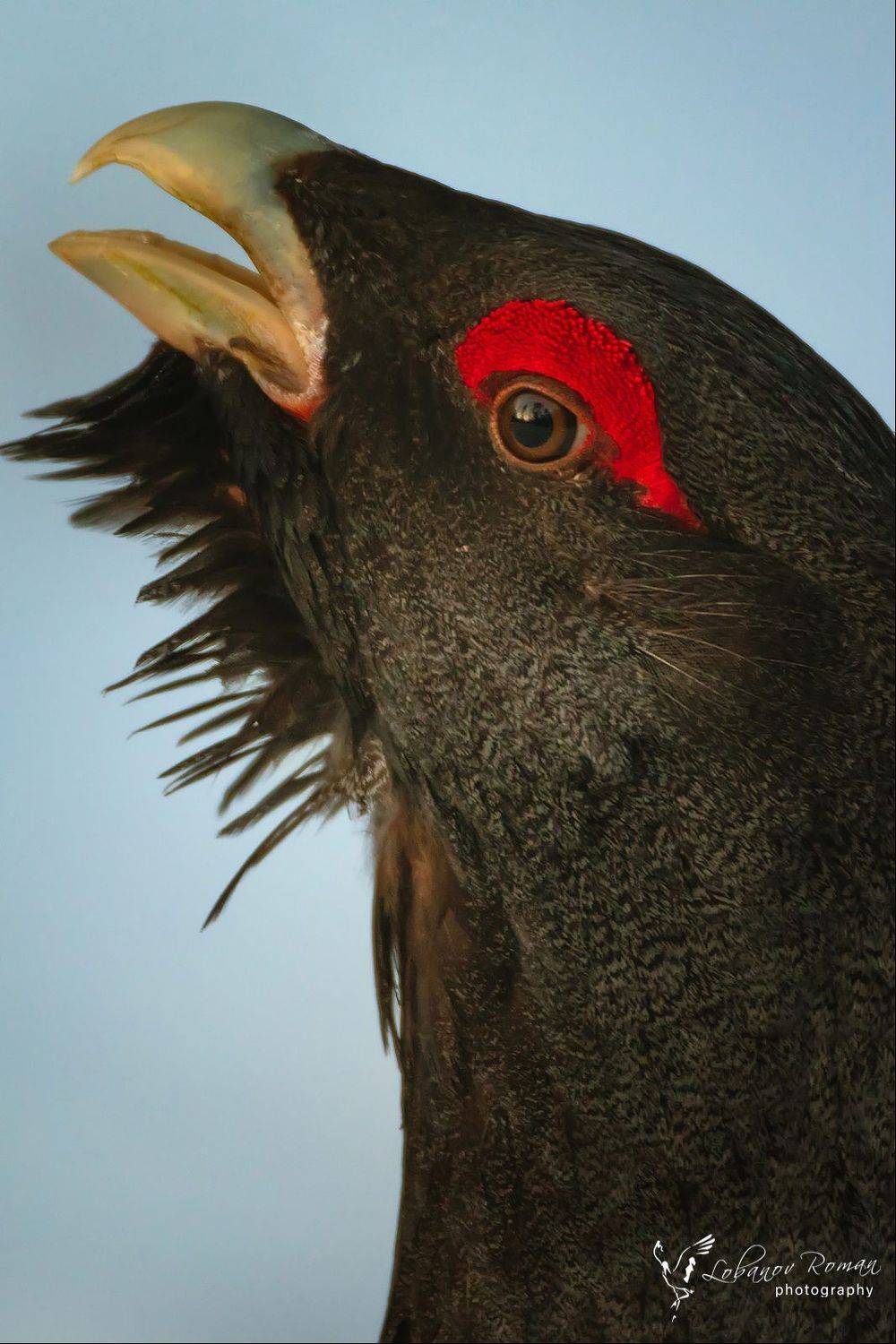 , Роман Лобанов