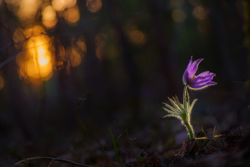 Там, где живут эльфы фото превью