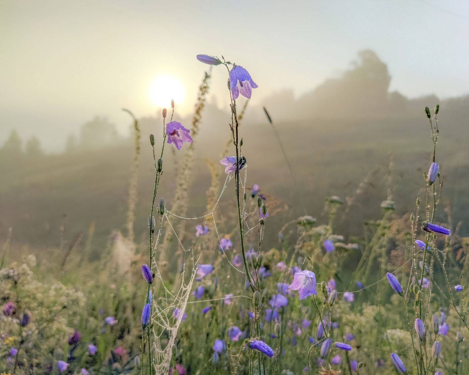 , Светлана Кондрашова