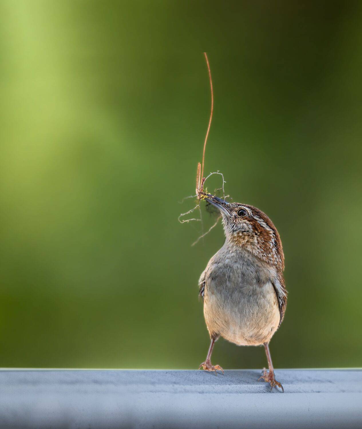 bird, songbird, mockingbird, songbirds, mockingbirds, nature, animals, wild, carolina, wren, slarrow, Atul Saluja