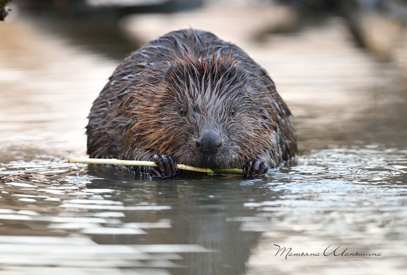 Приятного аппетита! фото превью