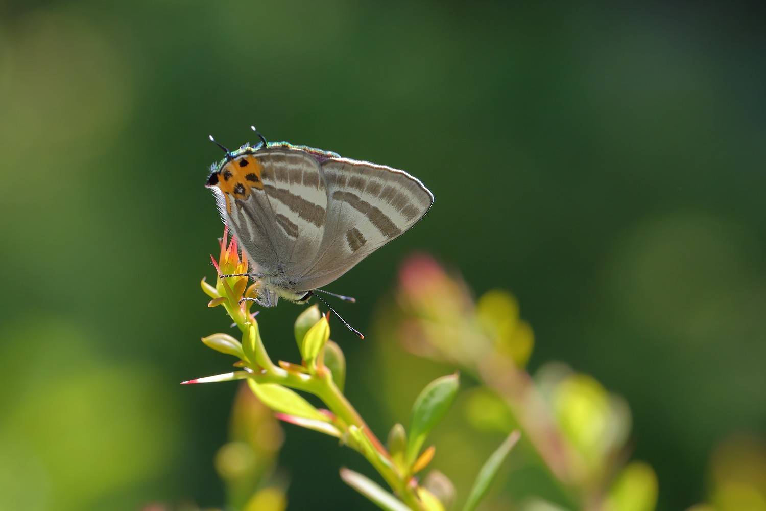 arata, arata, голубянка, зефир, фиолетовый, Евгений Слободской